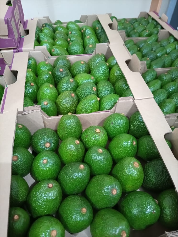 HASS AVOCADO PACKED.JPG - Agridisk